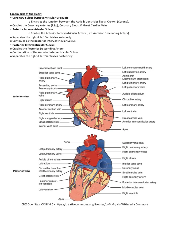Cardiovascular_System-8_page-0001