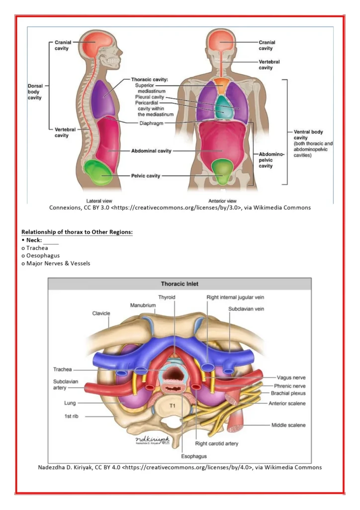Respiratory_System-6_page-0001